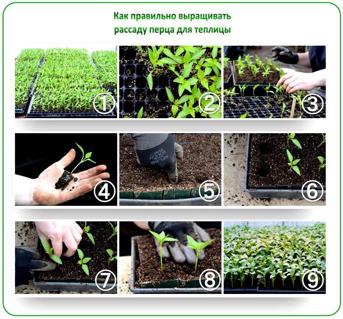 Выращивание перцев в теплице из поликарбоната от а до я в подмосковье, сибири, ленинградской области, на урале