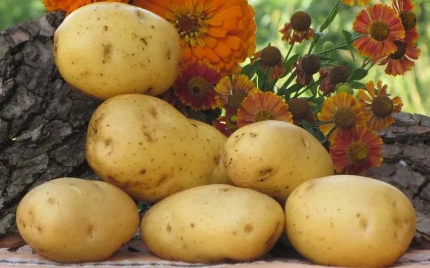 Картофель лапоть: характеристика сибирского сорта, вкусовые качества, хранение