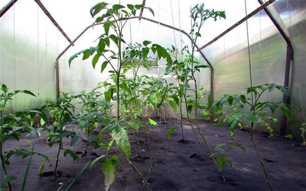 Почему не цветут помидоры - что делать если не завязываются томаты в теплице и на открытом грунте (100 фото)