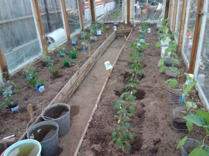 Когда сажать помидоры на рассаду в 2021 году для теплицы: таблица, благоприятные дни, выращивание рассады