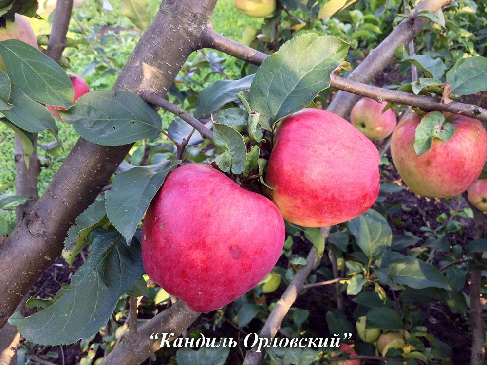 Яблоня хани крисп: описание и характеристика сорта, выращивание и уход, фото