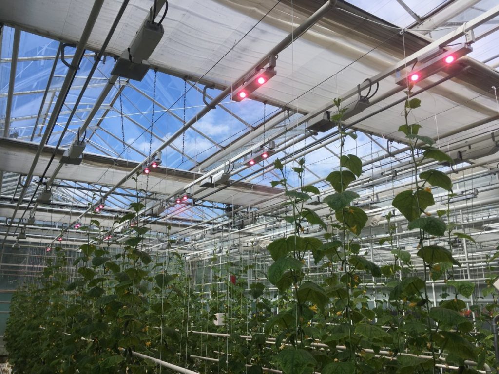Светодиодное освещение теплиц – передовые технологии в сельском хозяйстве