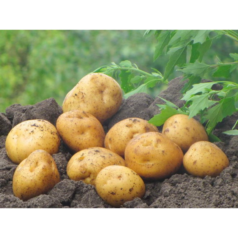 Выращиваем лапоть – народный картофель