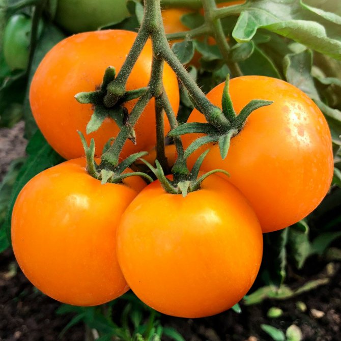 Описание лучших сортов томатов для выращивания в теплицах из поликарбоната в подмосковье