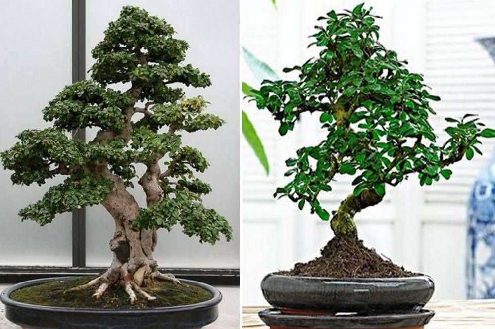 Чудо-дерево бонсай: особенности, виды, куда лучше поставить