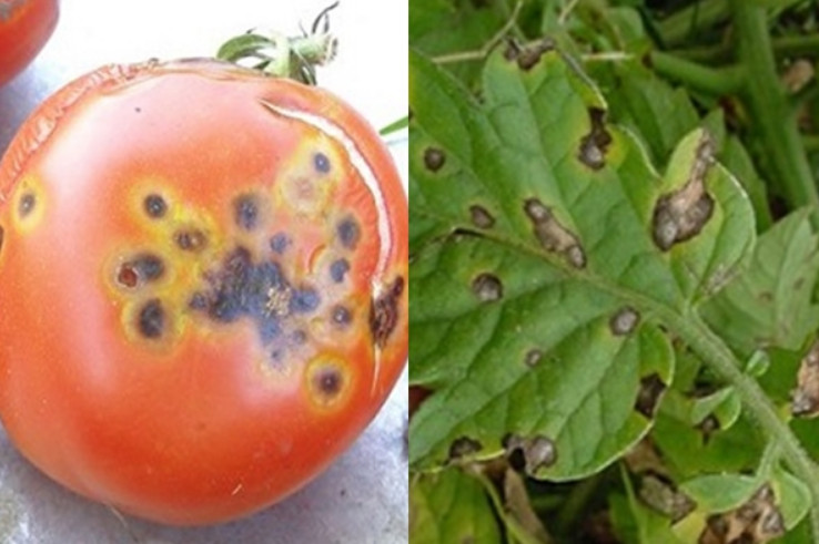 Белокрылка на помидорах в теплице: методы борьбы и причины