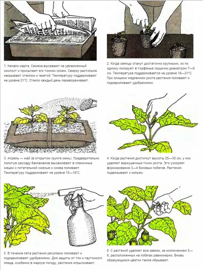 Выращивание рассады огурцов: советы начинающим садоводам