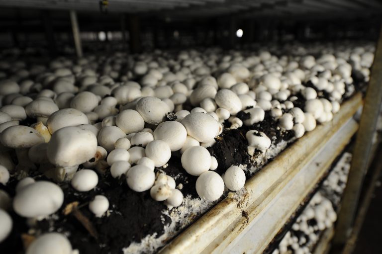 Как вырастить грибы из мицелия в домашних условиях