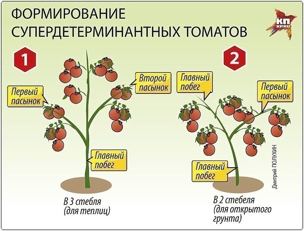 Пасынкование томатов: пошаговая инструкция с фото