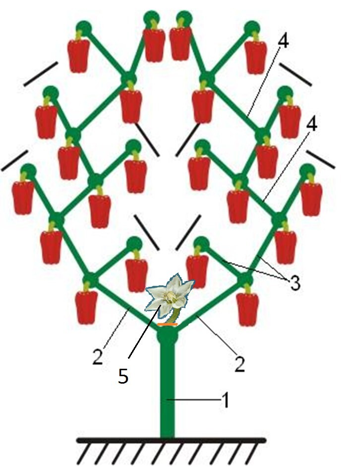 Схема формирования куста перца