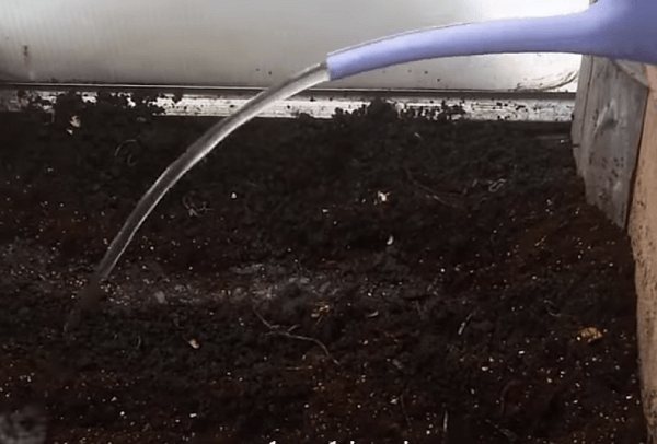 Как обеззаразить почву в теплице весной и осенью