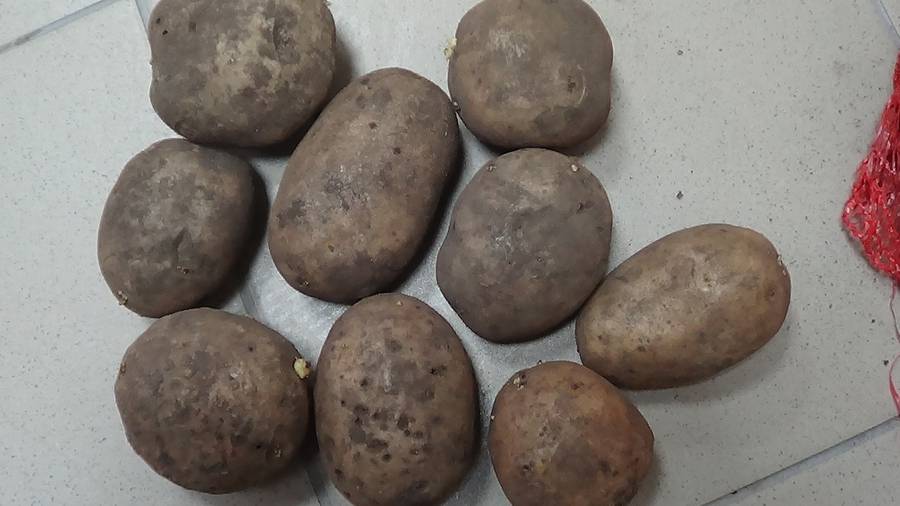 Картофель скарб: описание сорта, фото, отзывы, урожайность