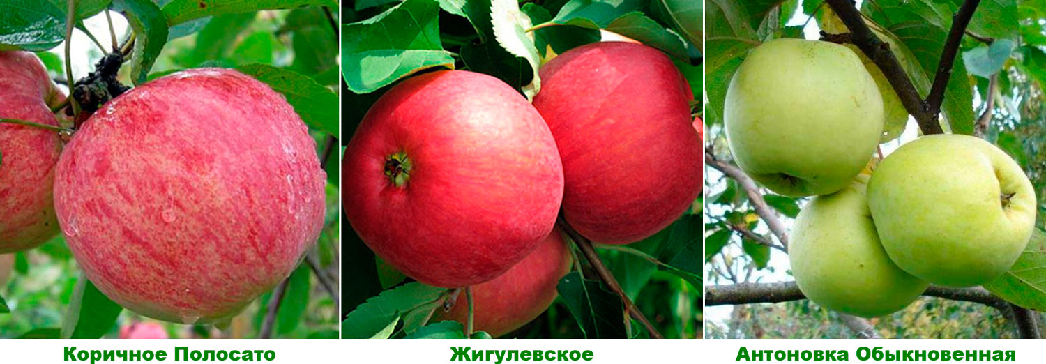 Лучшие сорта яблони для подмосковья: низкорослые, зимостойкие и устойчивые к парше