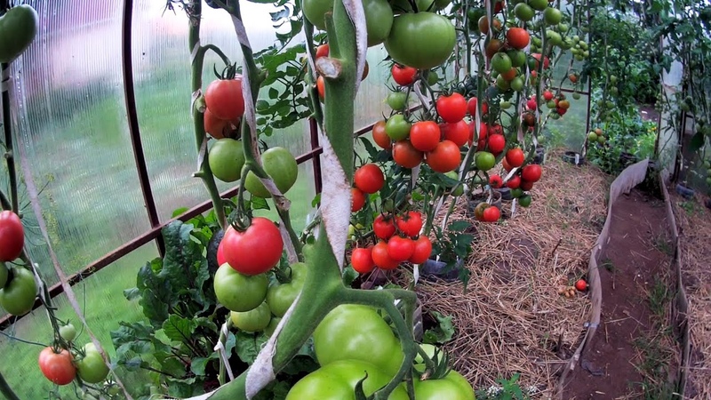 Не краснеют помидоры в теплице: причины, что делать и чем удобрять, когда должны краснеть, полезные рекомендации
