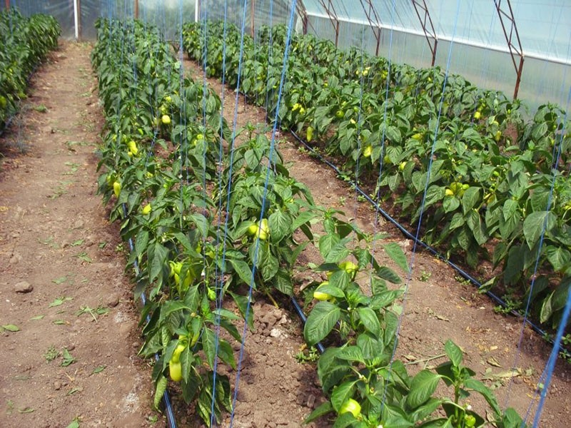 Выращивание перцев в теплице из поликарбоната