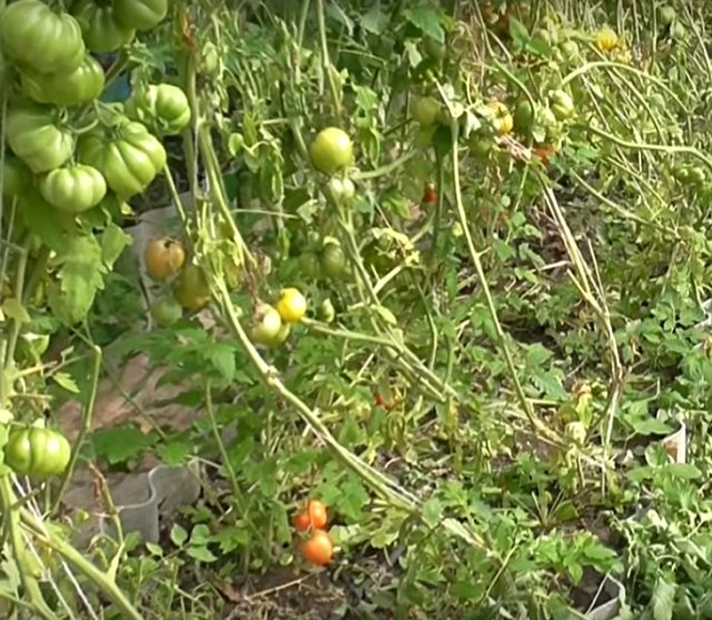 Что делать если помидоры в теплице подгорели, как спасти рассаду, почему горят томаты