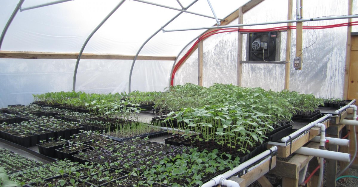 Пошаговая технология выращивания кабачков в теплице: соблюдаем правила и наслаждаемся полученным результатом