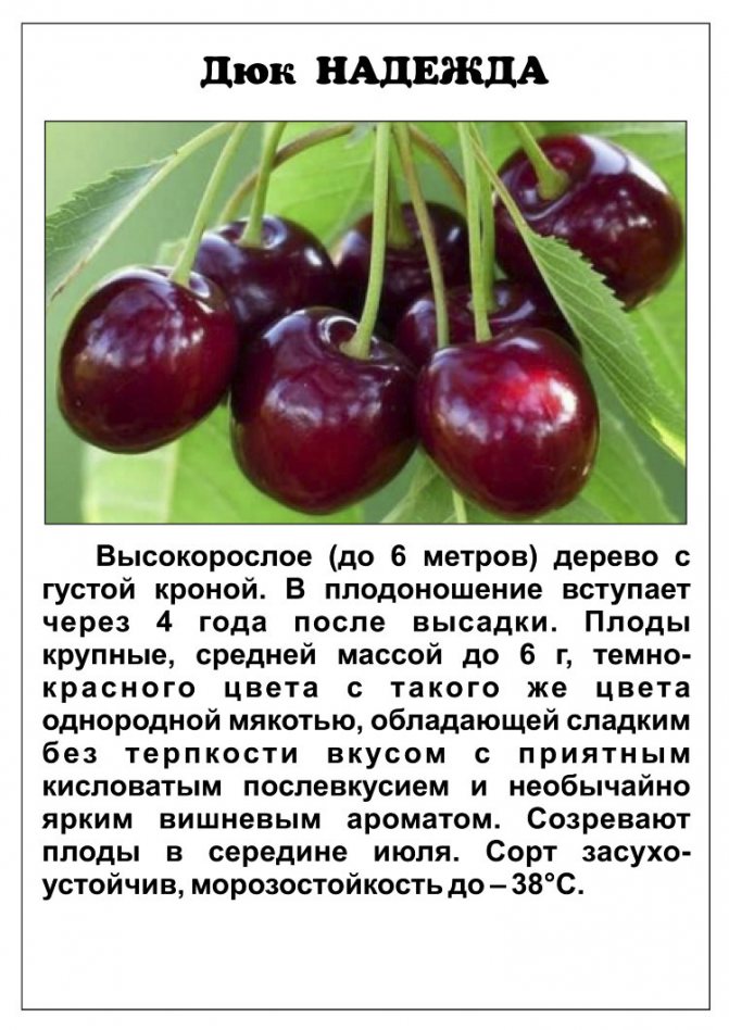 Владимирская вишня — легендарный сорт