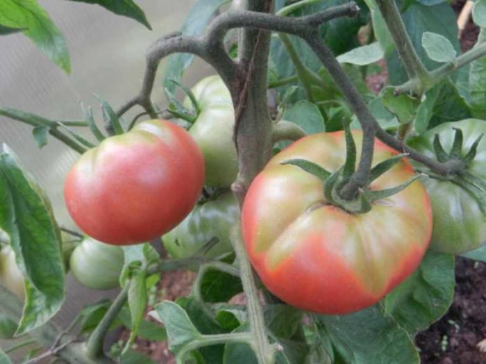 Доводы и решения: почему помидоры не краснеют в теплицах