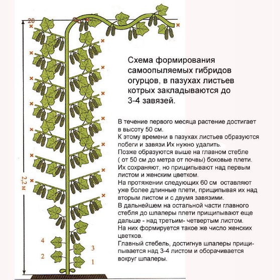 Как правильно прищипывать пироги