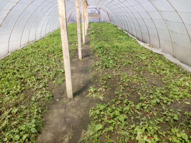 Подготовка почвы к посадке рассады томатов