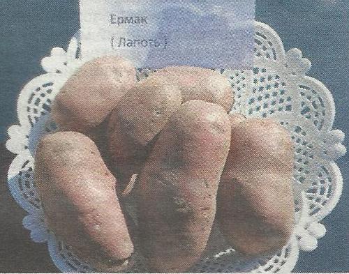 Картофель лапоть