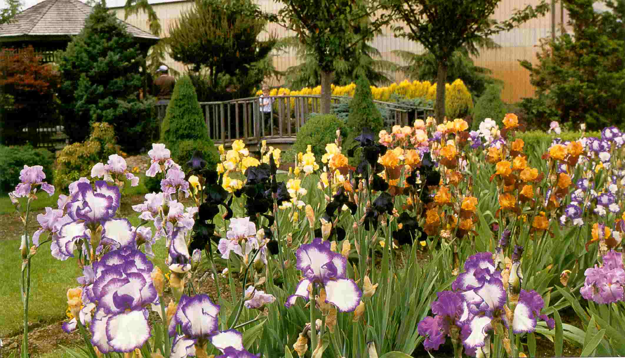 Астильба в ландшафтном дизайне: фото, сочетания с хостой, лилейниками, гейхерой, туей, с чем посадить рядом в миксбордере на даче, в саду