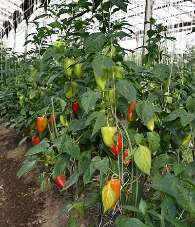 Выращивание перцев в теплице: как вырастить хороший урожай