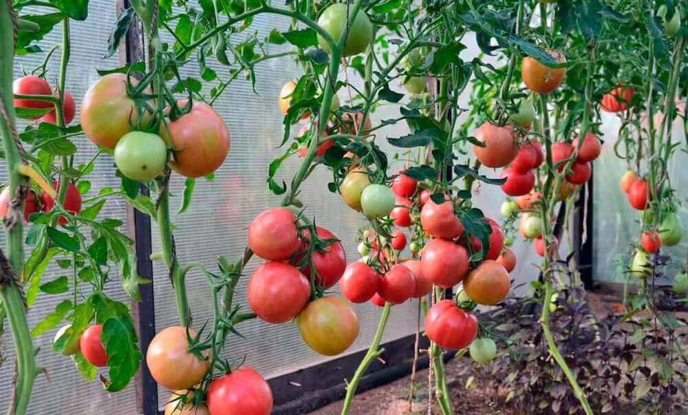 Лучшие сорта помидор для урала открытый грунт 2021
