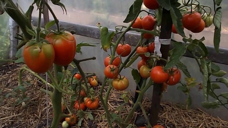 Почему не наливаются помидоры в теплице и парнике | огородник