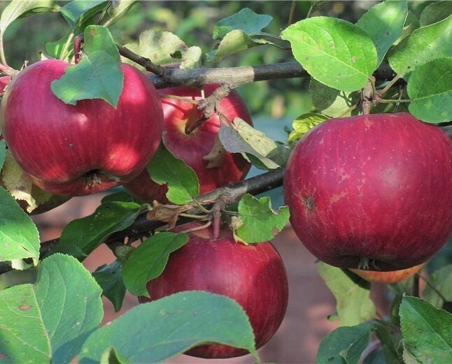Зимние сорта яблонь для подмосковья: рассказываем про лучшие с фото и описанием