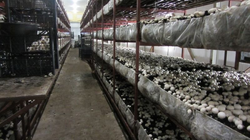 Выращивание грибов как бизнес – оборудование, технология и бизнес-план по выращиванию шампиньонов, белых грибов, вешенок