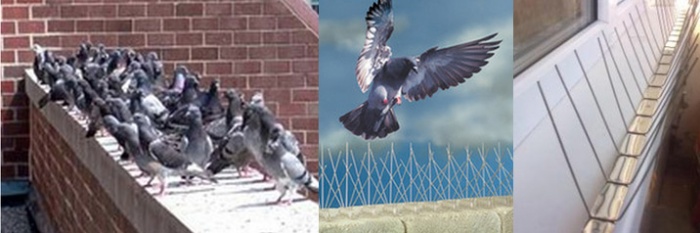 Как избавиться от птиц (голубей и воробьев) на крыше дома или балкона (фото, видео)