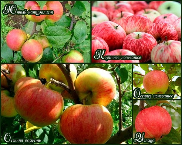 Яблони для подмосковья лучшие сорта: описание и отзывы