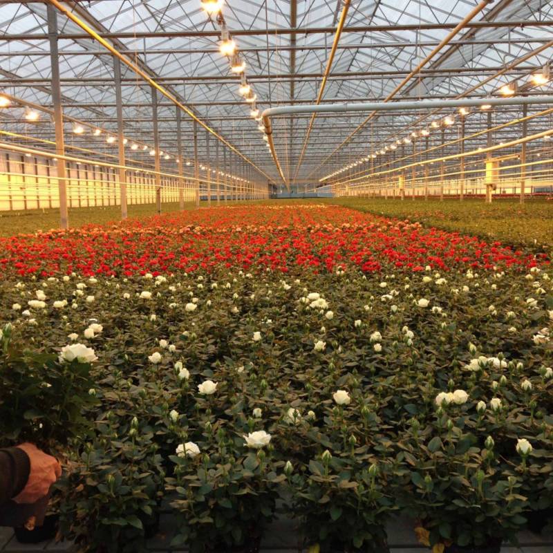 Как правильно выращивать розы на продажу в теплице. секреты успешного цветоводства!