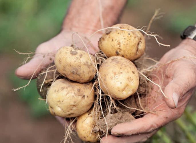 Картофель голубизна: характеристика сорта, отзывы, вкусовые качества