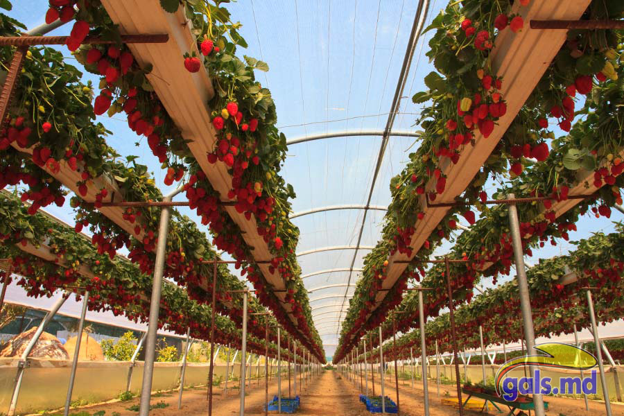 Технология выращивания клубники в теплице круглый год | садоводство и огородничество