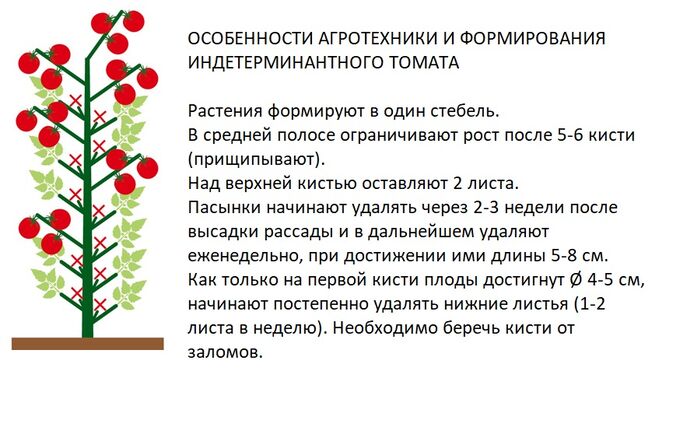 Пасынкование томатов в теплице пошагово для начинающих схема и описание