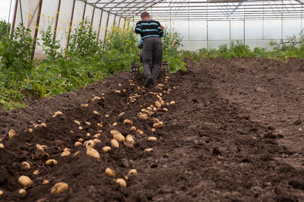 Когда и как сеять горчицу для удобрения почвы