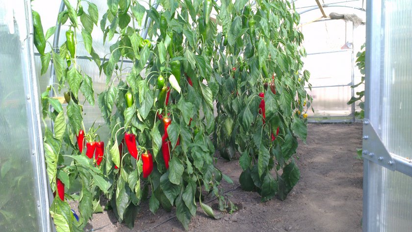 Как вырастить болгарский перец в теплице правильно из семян — как сажать болгарский перец в теплице — про огород