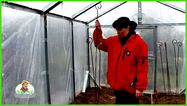 Фитофтора на томатах в теплице: что делать, чтобы сохранить урожай
