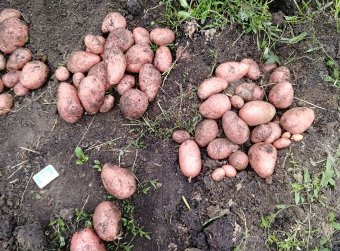 Обзор характеристик и описание сорта картофеля ред скарлет, выращивание и уход