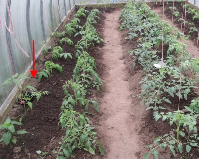 Когда сажать помидоры на рассаду в 2021 году для теплицы: таблица, благоприятные дни, выращивание рассады