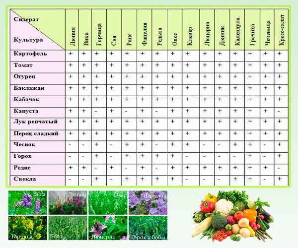 Схема посадки овощных культур на огороде таблица с фото