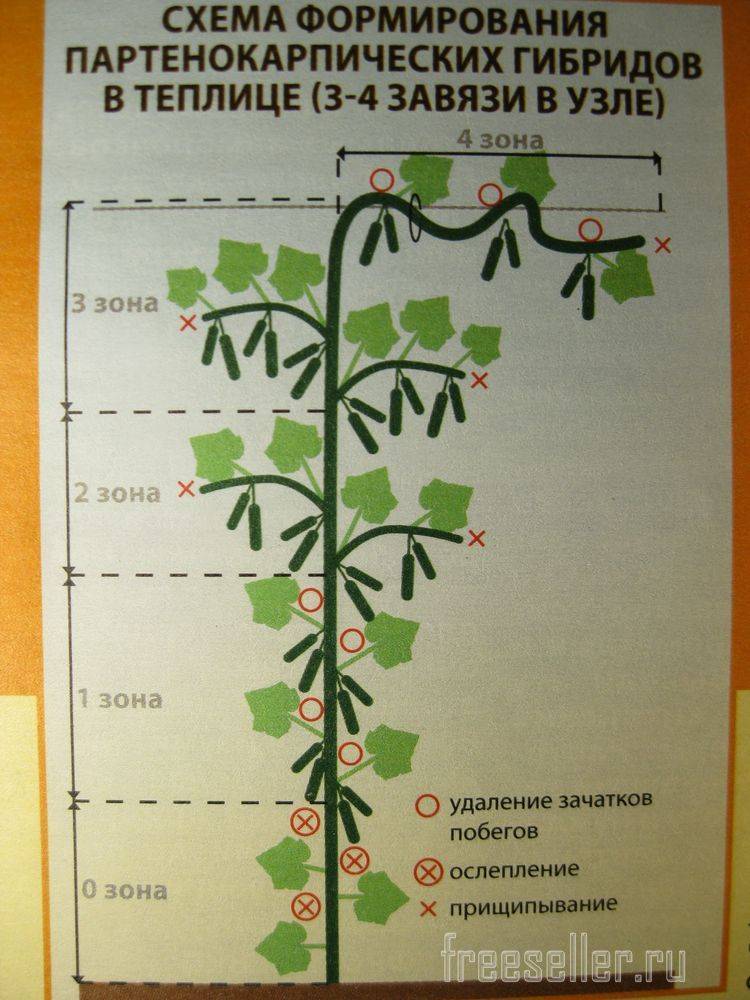 Схема обрезки огурцов в теплице в картинках