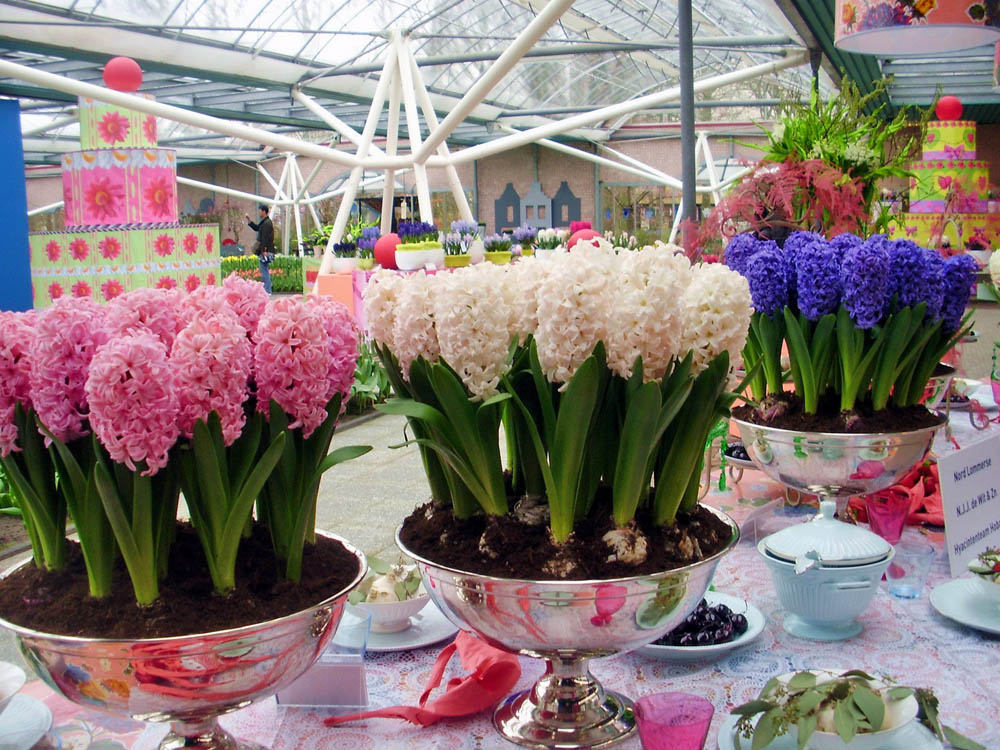 Выгонка цветов в домашних условиях: тюльпанов и гиацинтов к 8 марта, крокусов, нарциссов и лилий