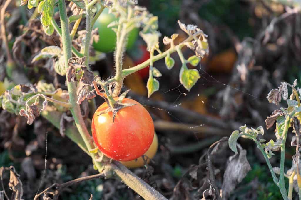 Почему томаты. Фитофтороз томатов Лисичка. Ржавый клещ на томатах. Завядшие помидоры. Засохшие помидоры.