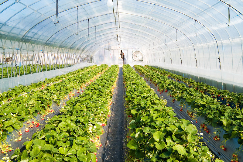 Выращивание клубники – перспективный ягодный бизнес
