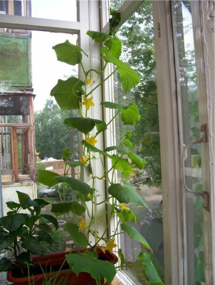 Как вырастить огурцы на балконе на окне пошагово: 5 простых этапа