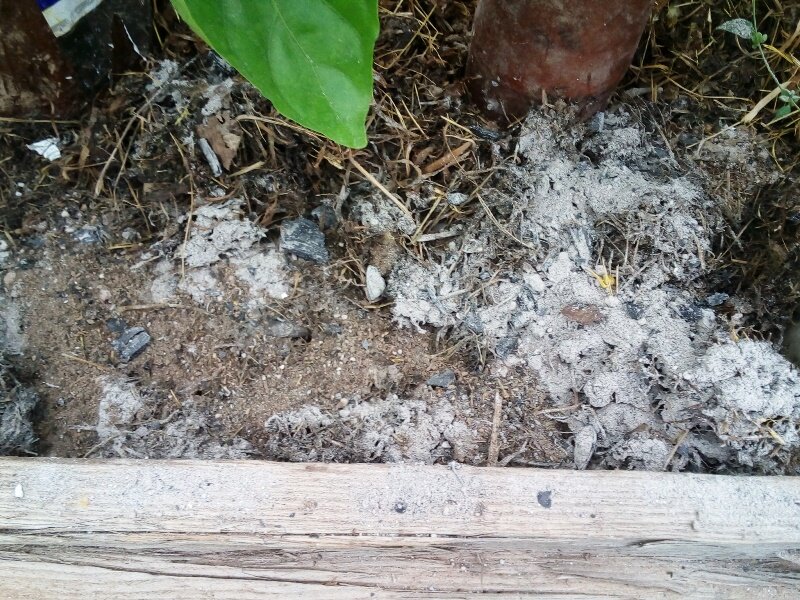 Борьба с муравьями на садовом участке народными средствами